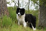 BORDER COLLIE 892